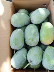 Fresh Mango