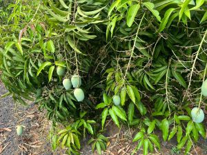 Fresh Mango