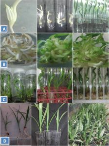 Khenizi Plant Tissue Culture