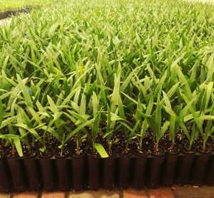Khenizi Plant Tissue Culture
