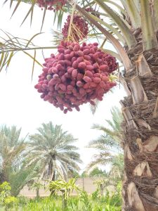Khenizi Plant Tissue Culture
