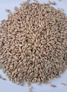 Animal Feed Barley