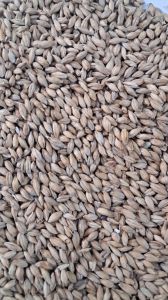 Animal Feed Barley