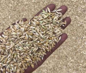 Barley Feed