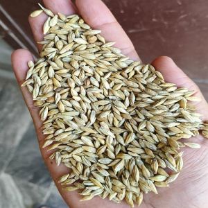 Brown Whole Barley Grains