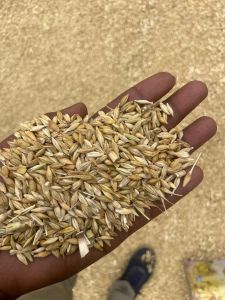 Brown Whole Barley Grains
