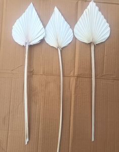 Spear Shaped Dried Palm Leaves