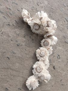 White Mini Sola Wood Flower