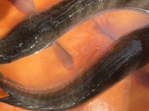 Live Murrel Fish