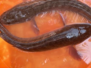 Live Murrel Fish