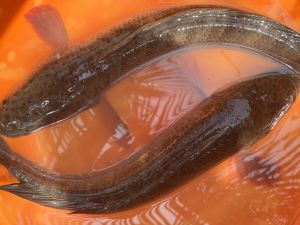 Live Murrel Fish