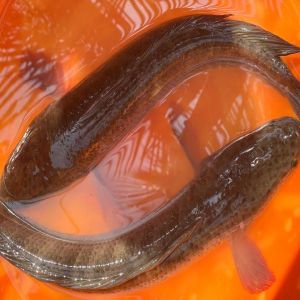 Live Murrel Fish
