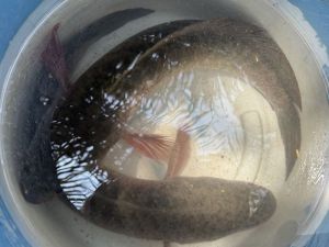 Murrel Fish