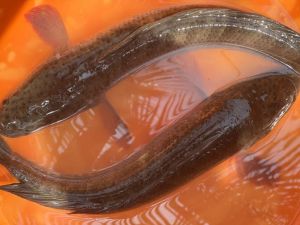 Murrel Fish