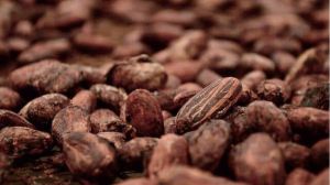 Organic Cocoa Beans