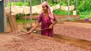 Organic Cocoa Beans