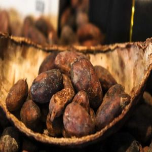 Natural Raw Organic Cocoa Beans