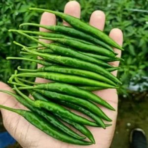 Fresh Green Chilli
