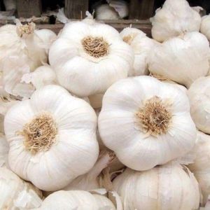 Fresh White Garlic