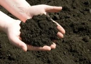 Organic Vermicompost Manure
