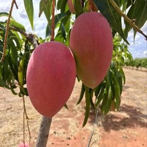 Natural Fresh Mango