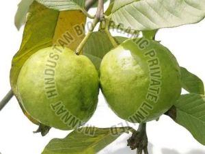 A Grade Fresh Organic Guava