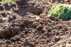 Cow Dung Pesticide