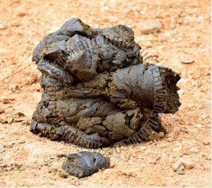 Fresh Wet Cow Dung
