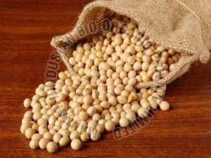 Glycine Max Tree Seeds