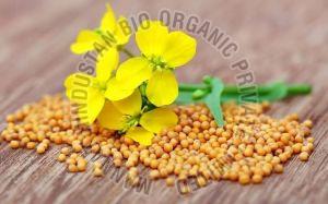 Organic Yellow Mustard Seed