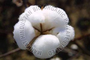 Row White Cotton