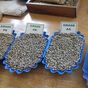 Export Grade Coffee Beans