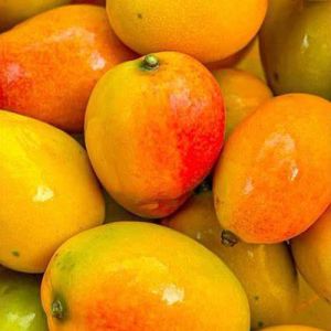 Fresh Alphonso Mango