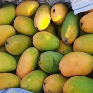 Fresh Dasheri Mango
