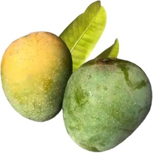 Fresh Himsagar Mango