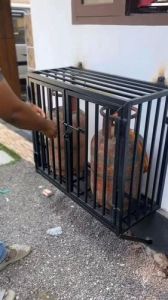 Gas Cylinder Cage