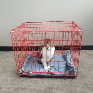 Iron Detachable Cat Cage