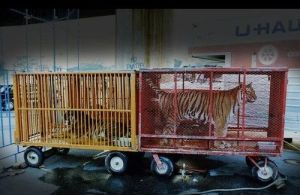 Leopard Trapping Cage