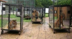 Leopard Trapping Cage