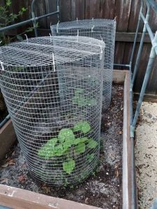 Plant Protection Cage