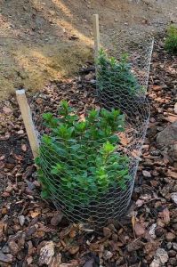 Plant Protection Cage
