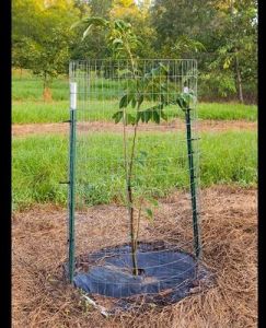 Plant Protection Cage