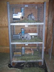 Rabbit Cage