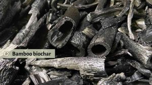 Bamboo Biochar