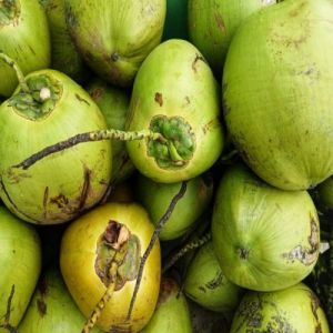 Fresh Coconut