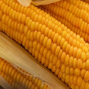Yellow Maize Corn
