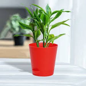 6 Inch Self Watering Titan Flower Pot