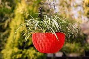7 Inch Euro Basket Hanging Flower Pot