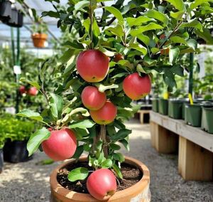 Apple Plant