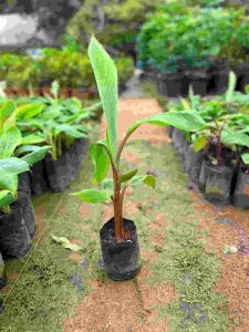 Banana Plant